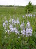 Veronica prostrata