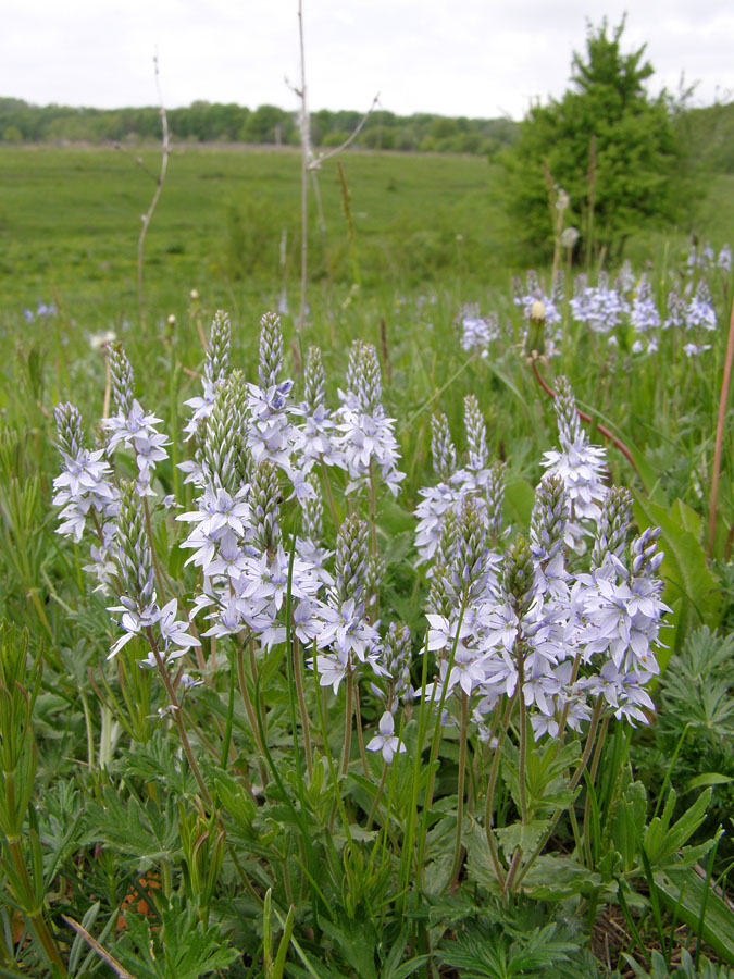 Image of Veronica prostrata specimen.