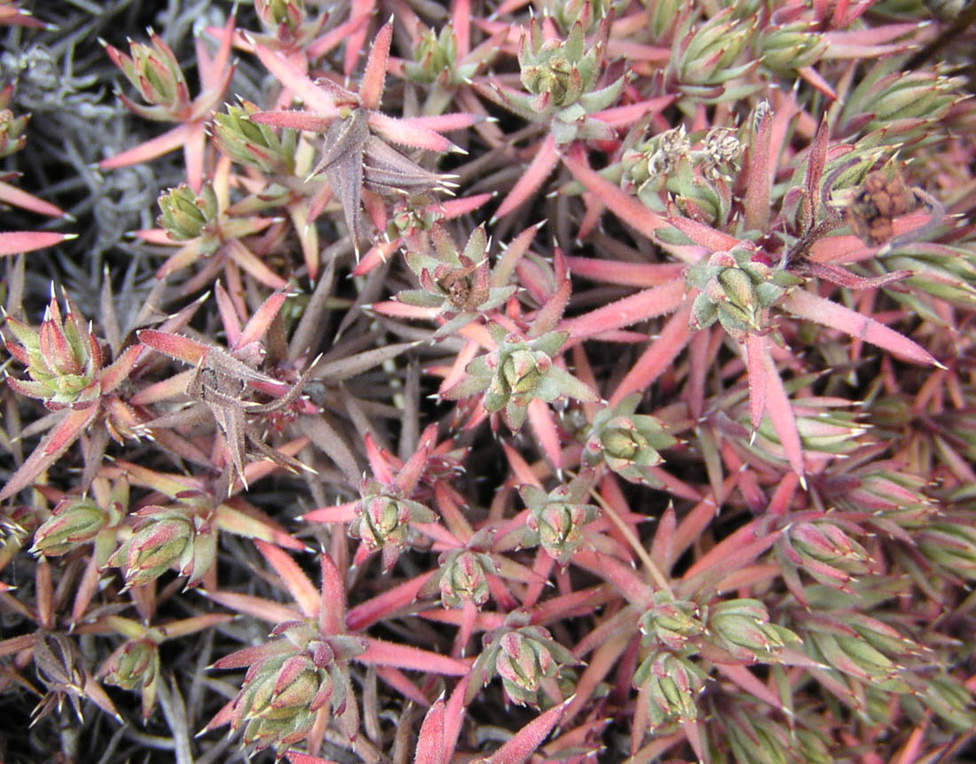 Image of Saxifraga omolojensis specimen.