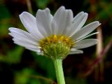 Anthemis arvensis