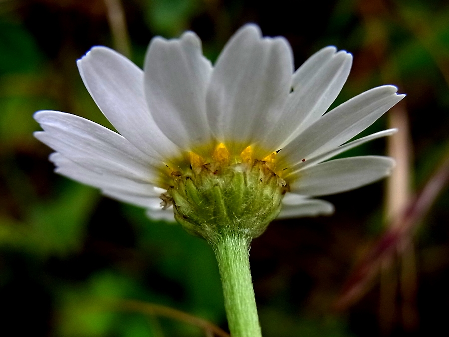 Image of Anthemis arvensis specimen.