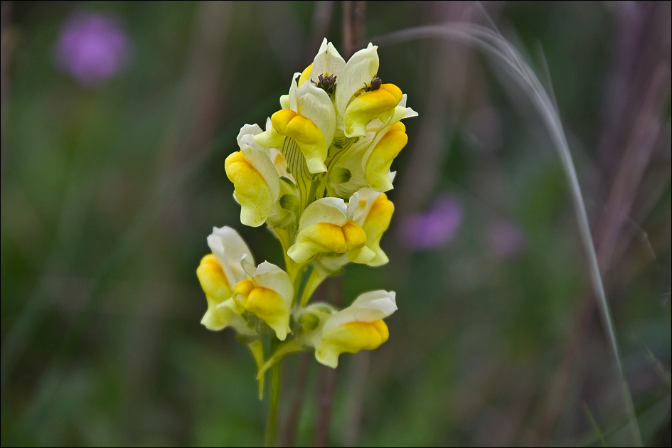 Изображение особи Linaria macroura.