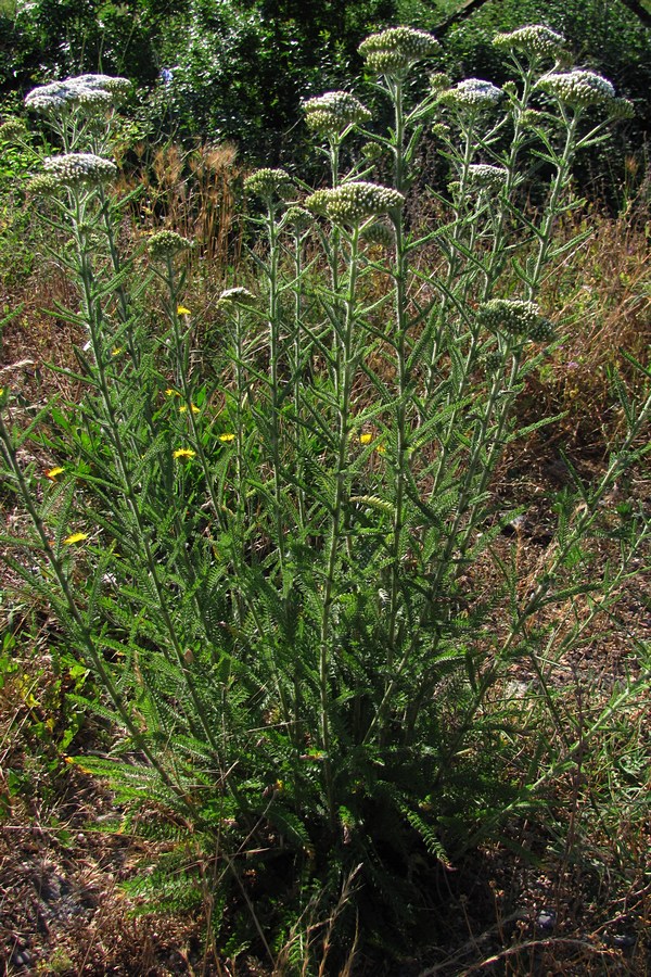 Image of Achillea pannonica specimen.