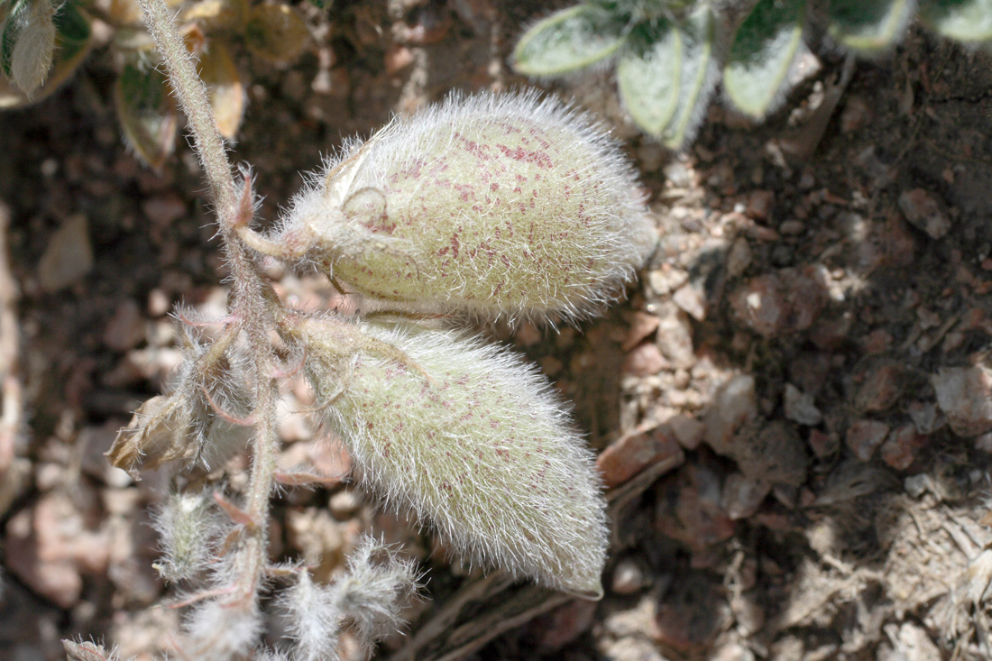 Image of Oxytropis submutica specimen.