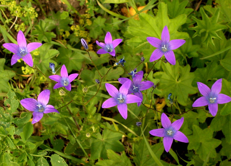 Изображение особи Campanula patula.