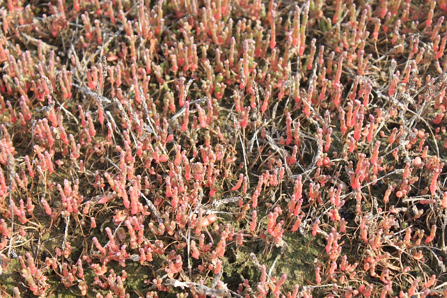 Image of Salicornia perennans specimen.