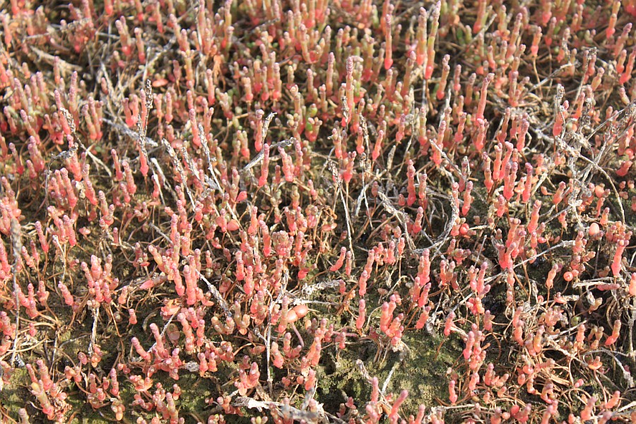 Изображение особи Salicornia perennans.