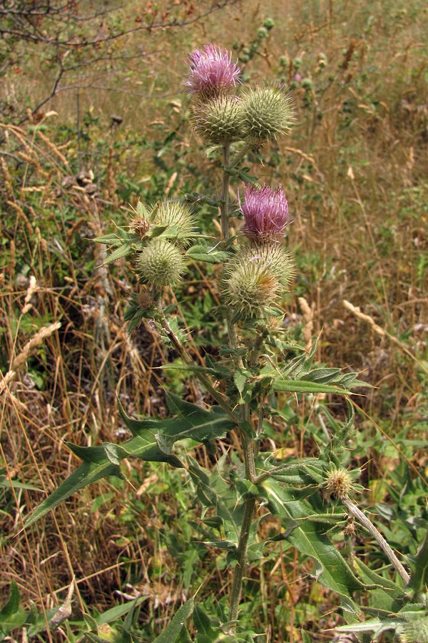 Image of Cirsium laniflorum specimen.