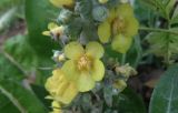 Verbascum gnaphalodes