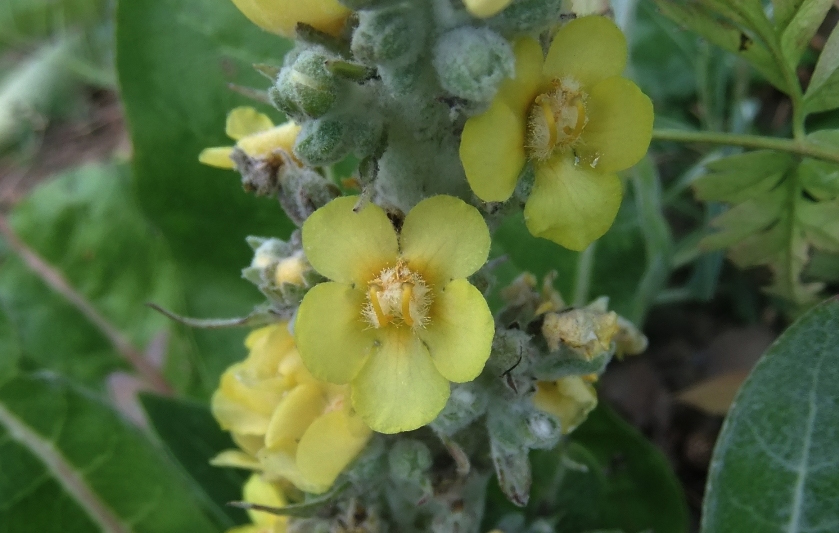 Изображение особи Verbascum gnaphalodes.