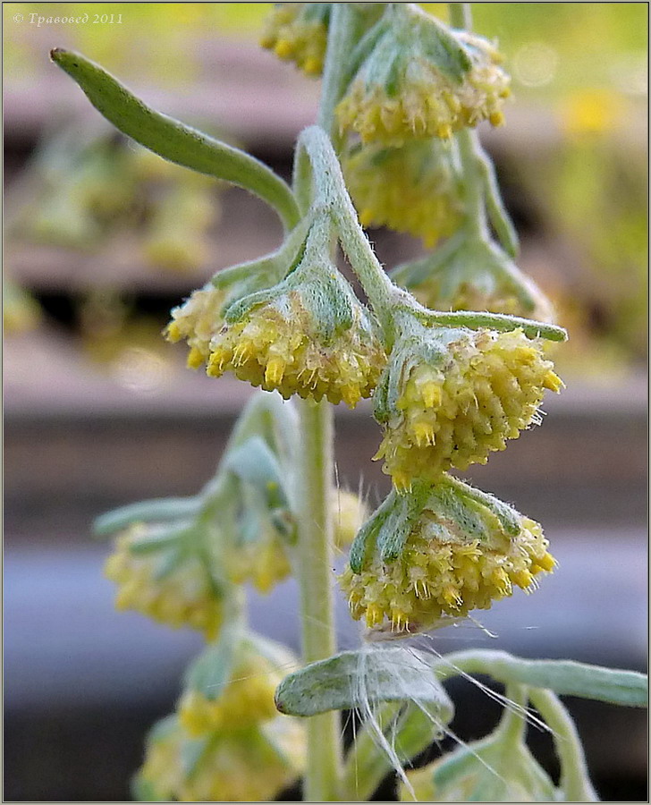 Image of Artemisia sieversiana specimen.