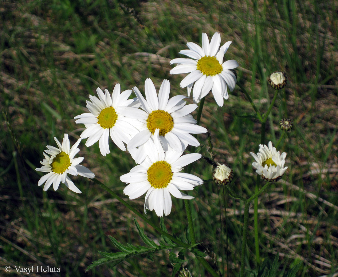 Image of Pyrethrum clusii specimen.