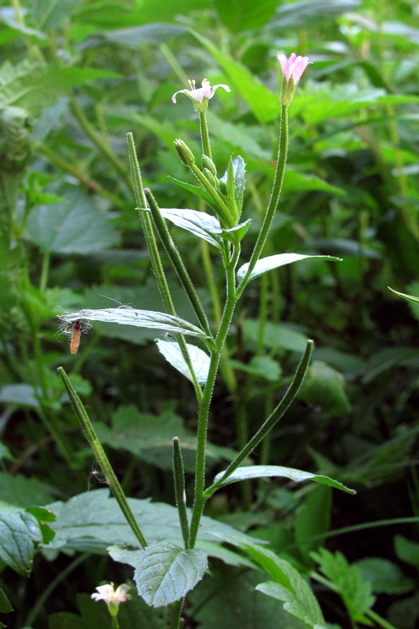 Image of Epilobium parviflorum specimen.