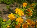 Kerria variety pleniflora