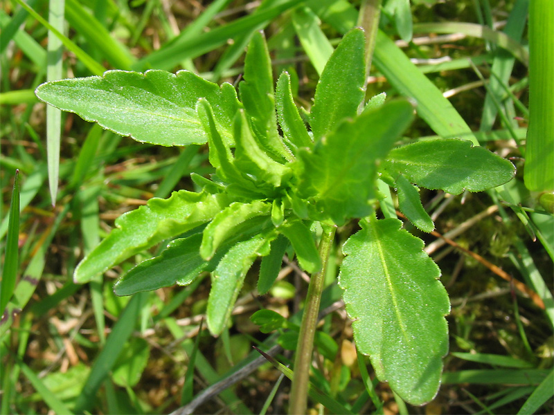Image of Viola matutina specimen.