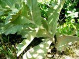Onopordum acanthium. Средняя часть побега. Копетдаг, Чули. Конец июня 2011 г.