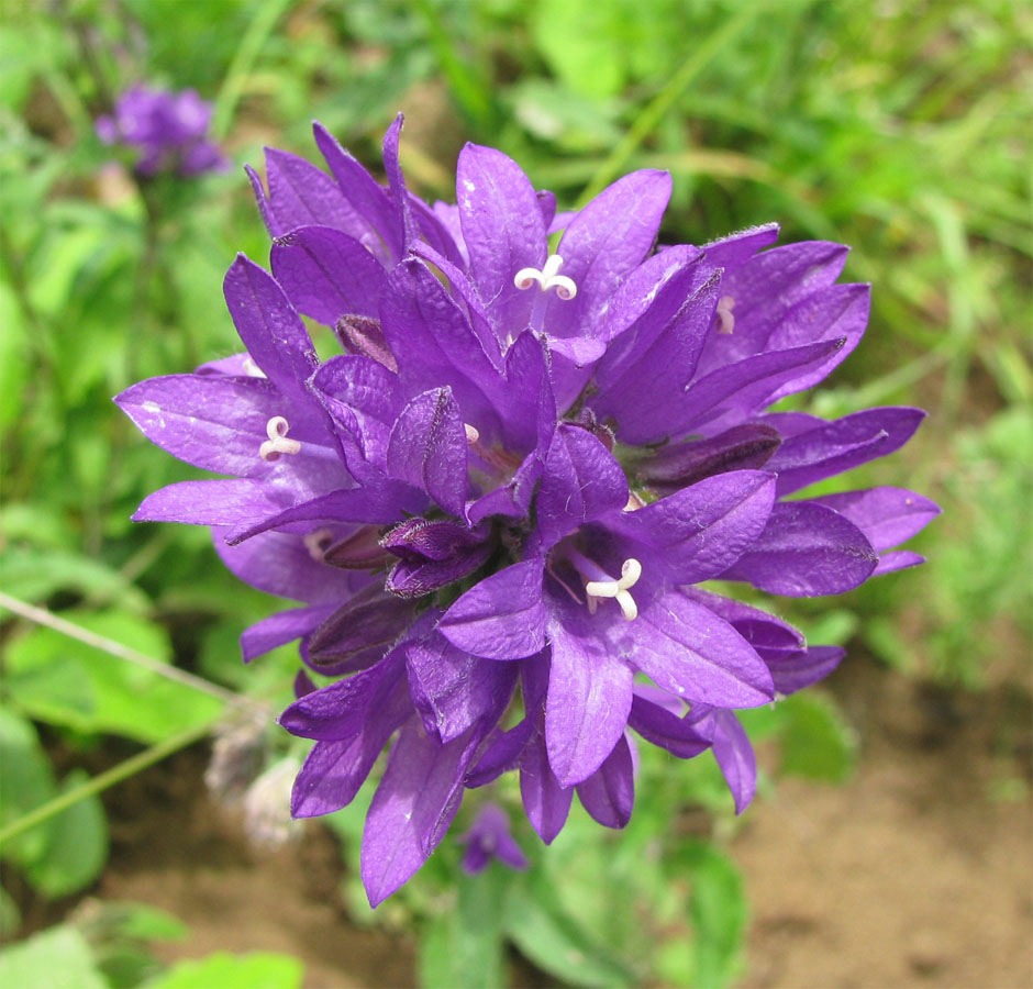 Image of Campanula glomerata specimen.