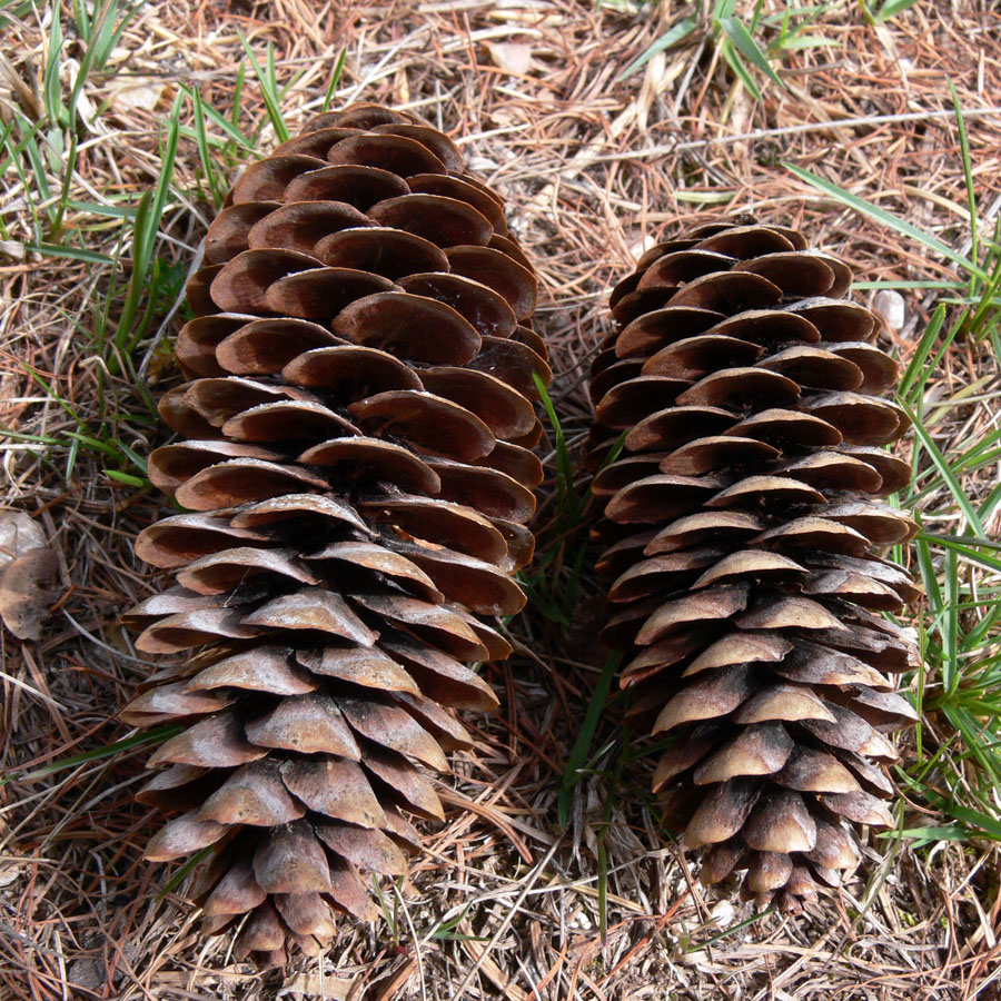 Image of Picea obovata specimen.
