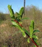 Salix &times; tetrapla