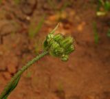 Crepis aculeata