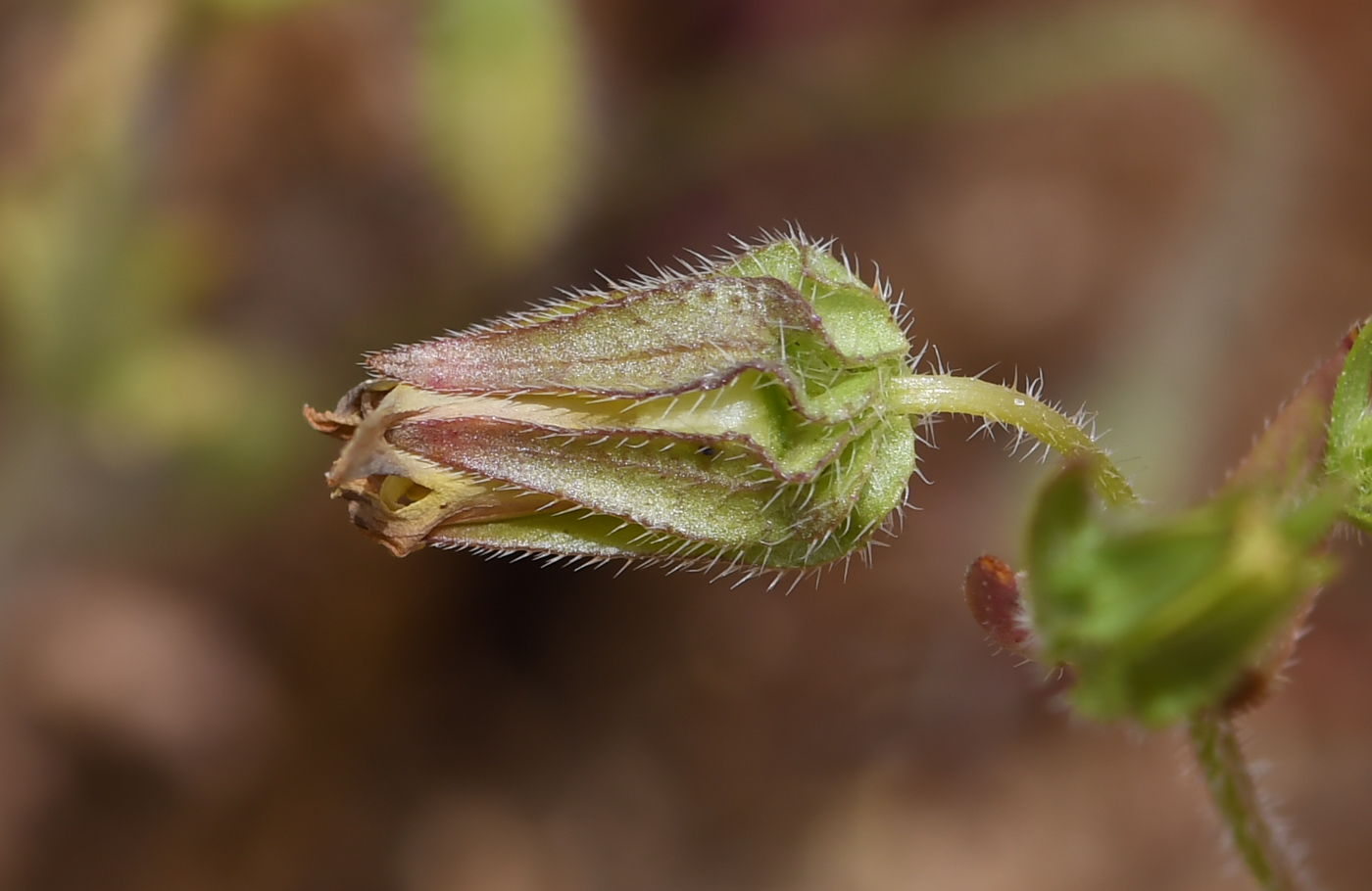 Image of Campanula sulphurea specimen.