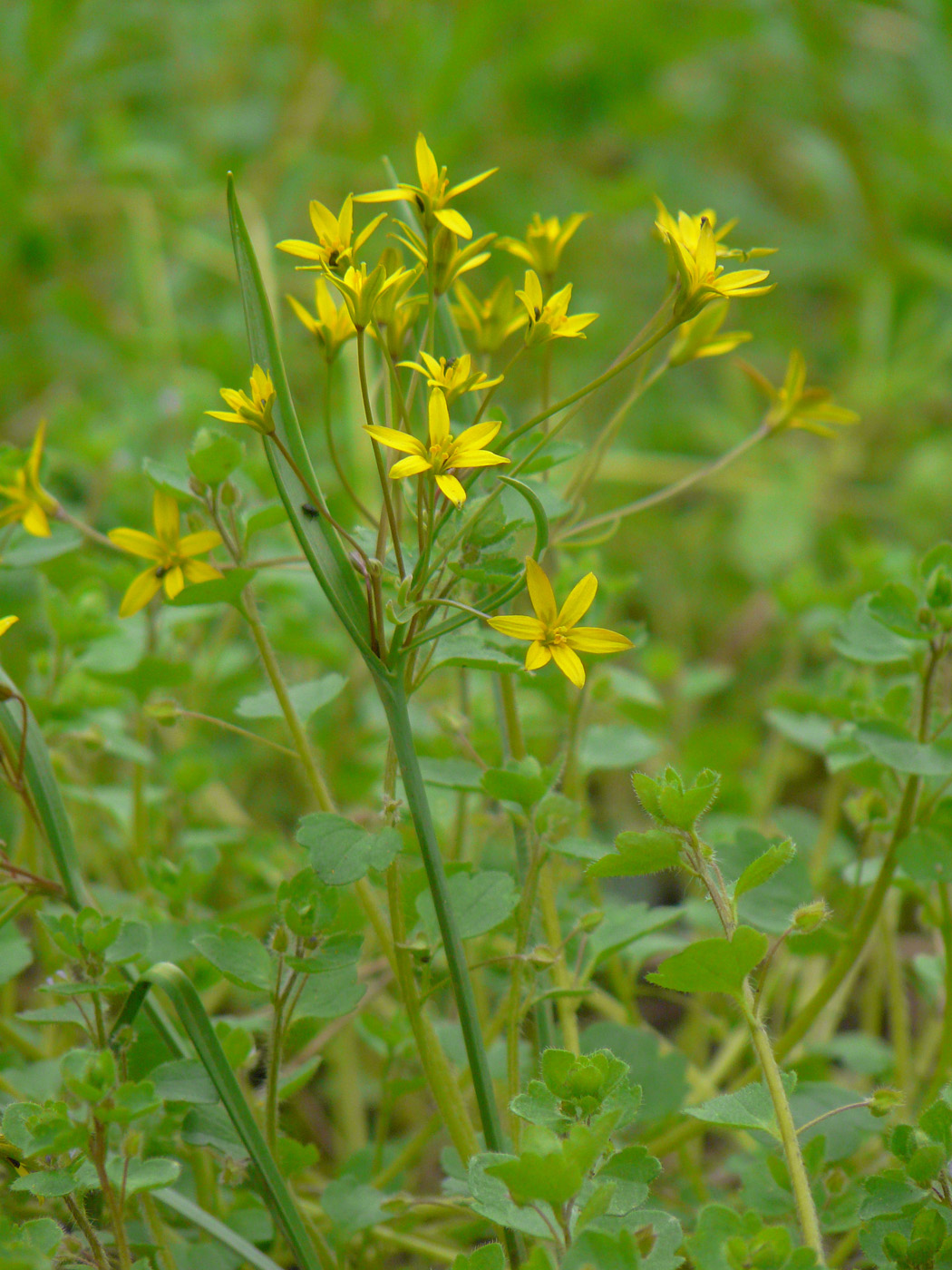 Изображение особи Gagea erubescens.