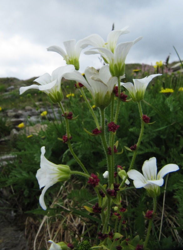 Image of Saxifraga cernua specimen.