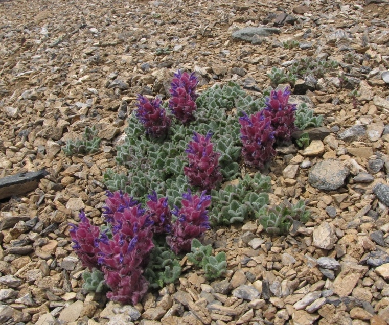 Image of Dracocephalum bungeanum specimen.