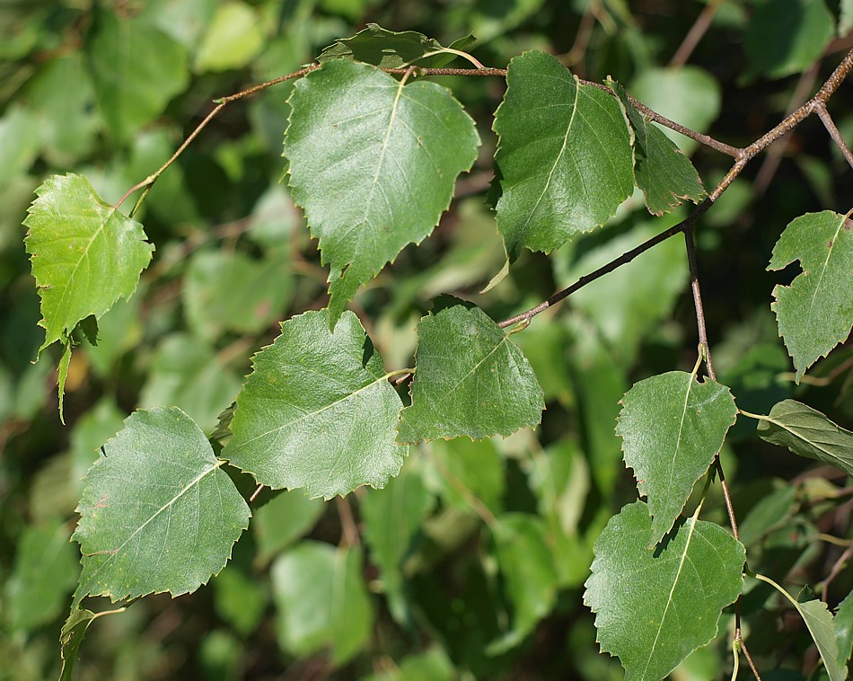 Image of genus Betula specimen.