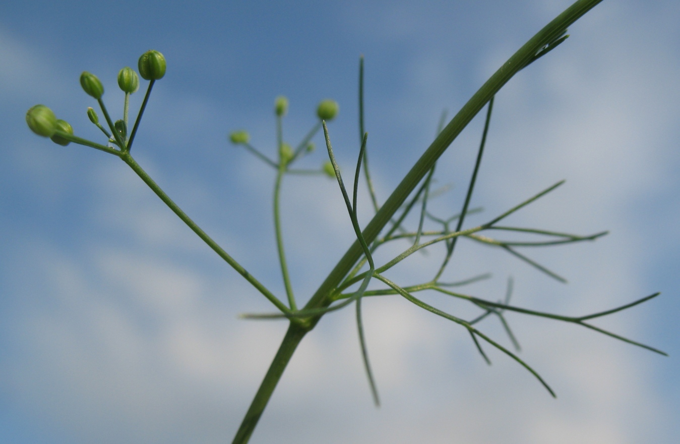 Изображение особи Cyclospermum leptophyllum.