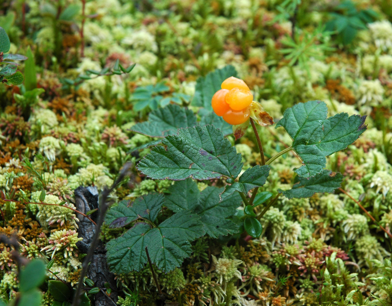 Image of Rubus chamaemorus specimen.