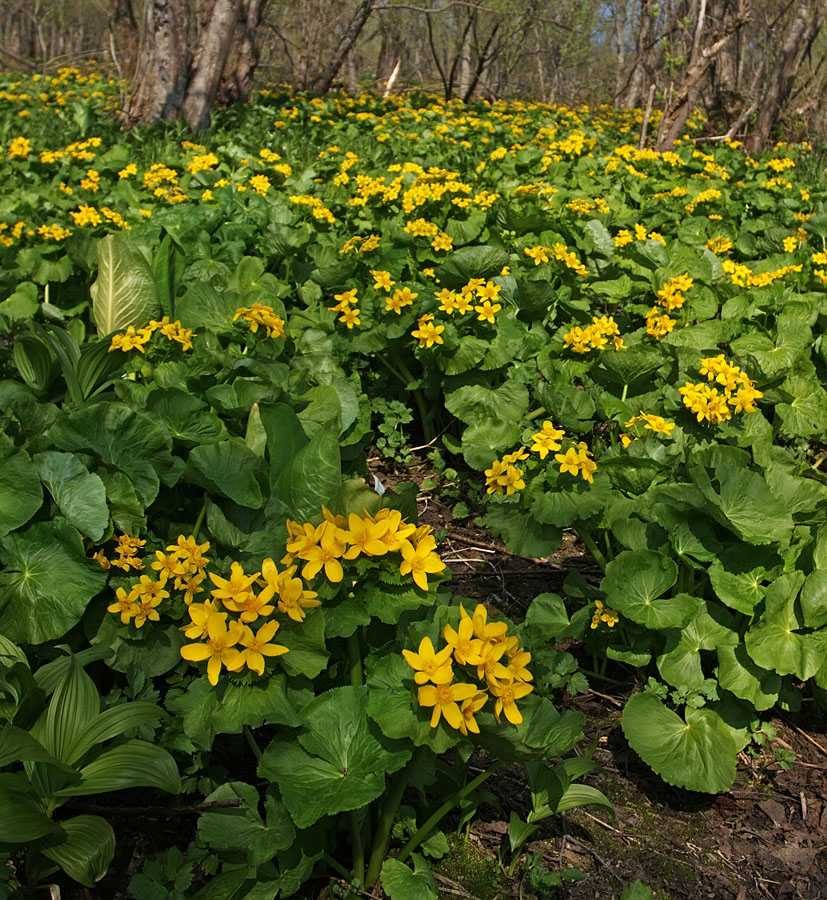 Изображение особи Caltha fistulosa.