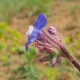 Anchusa azurea. Часть соцветия. Украина, Донецкая обл., Тельмановский р-н, окр. с. Гранитное, балка Хан-Тарама. 13.06.2011.