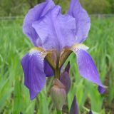 Iris nyaradyana