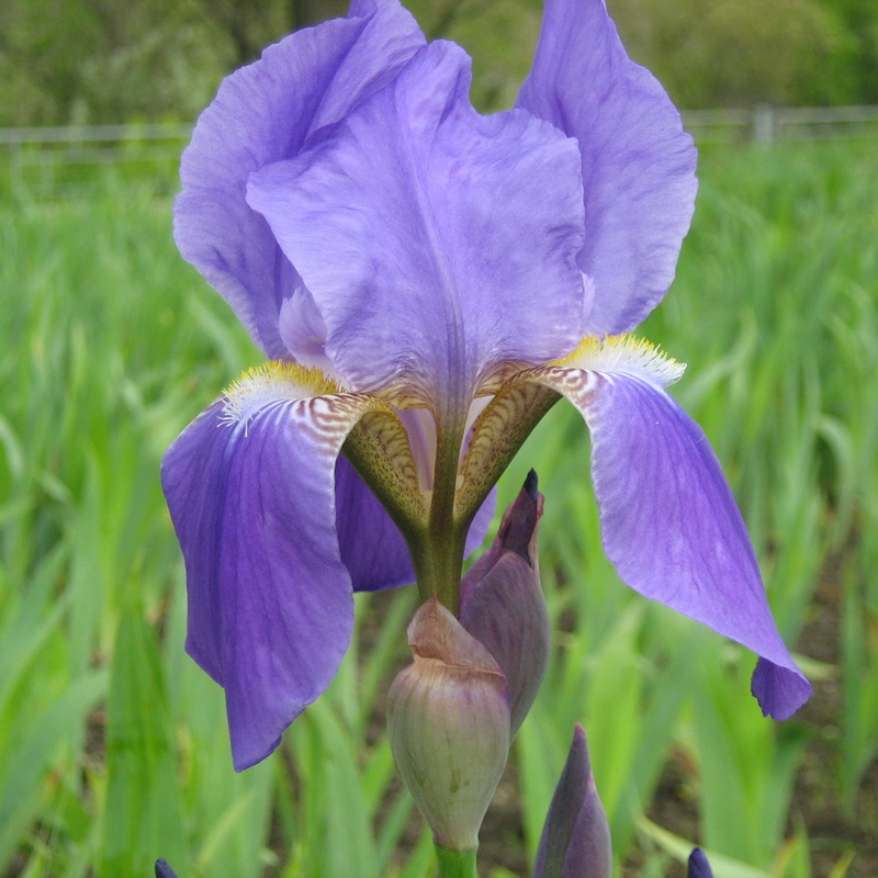 Image of Iris nyaradyana specimen.