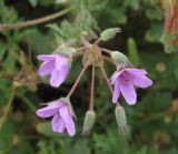 Erodium strigosum