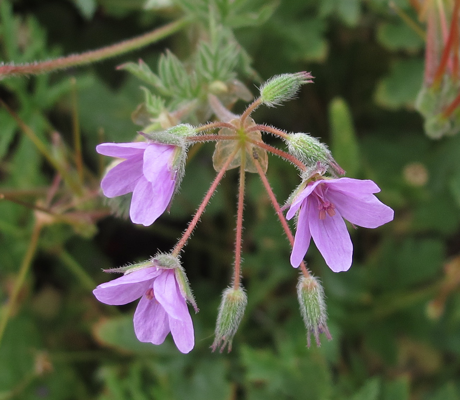 Изображение особи Erodium strigosum.