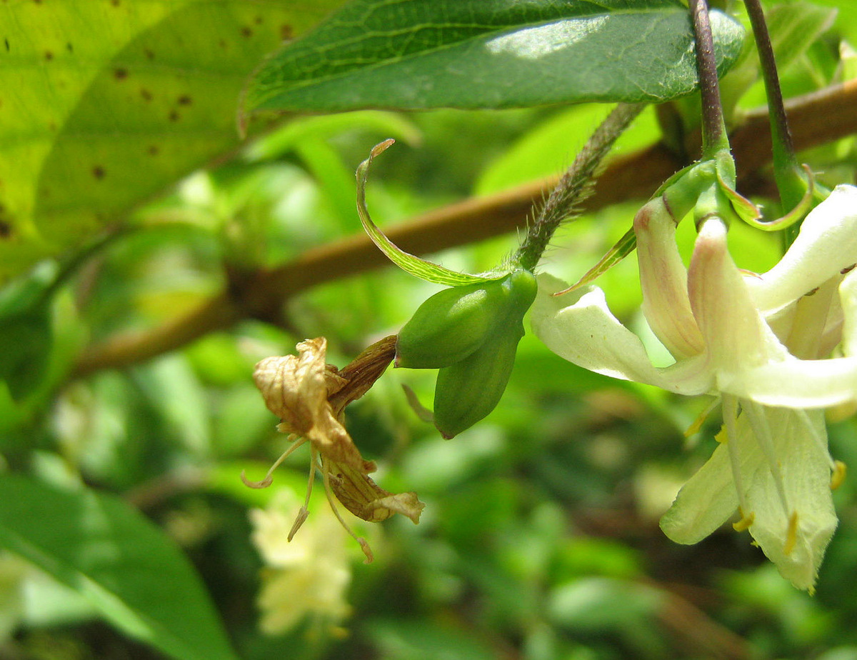Image of Lonicera fragrantissima specimen.