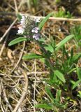 Thymus dzevanovskyi