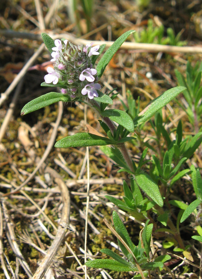 Изображение особи Thymus dzevanovskyi.