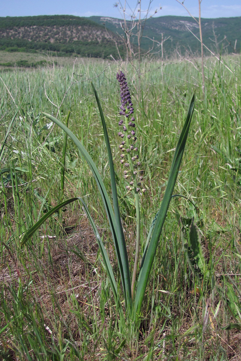 Image of Leopoldia comosa specimen.