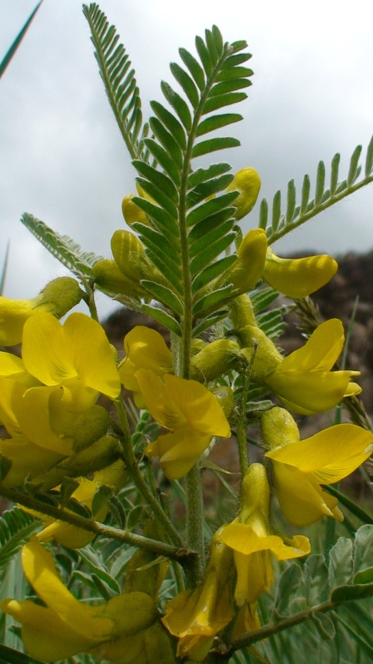 Изображение особи Astragalus caraganae.