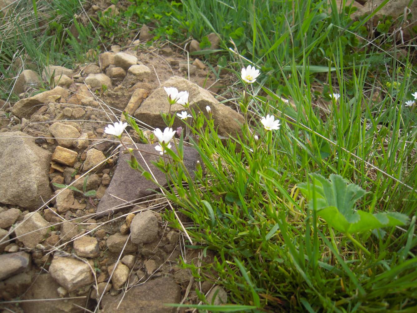 Image of Dichodon cerastoides specimen.