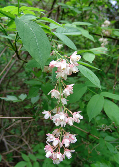 Image of Staphylea pinnata specimen.