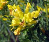 Chamaecytisus austriacus. Соцветие. Украина, Черкасская обл., Каневский р-н, региональный ландшафтный парк \"Трахтемиров\". 28 мая 2012 г.