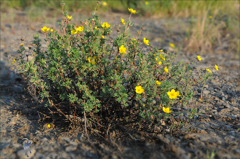 Изображение особи Dasiphora fruticosa.