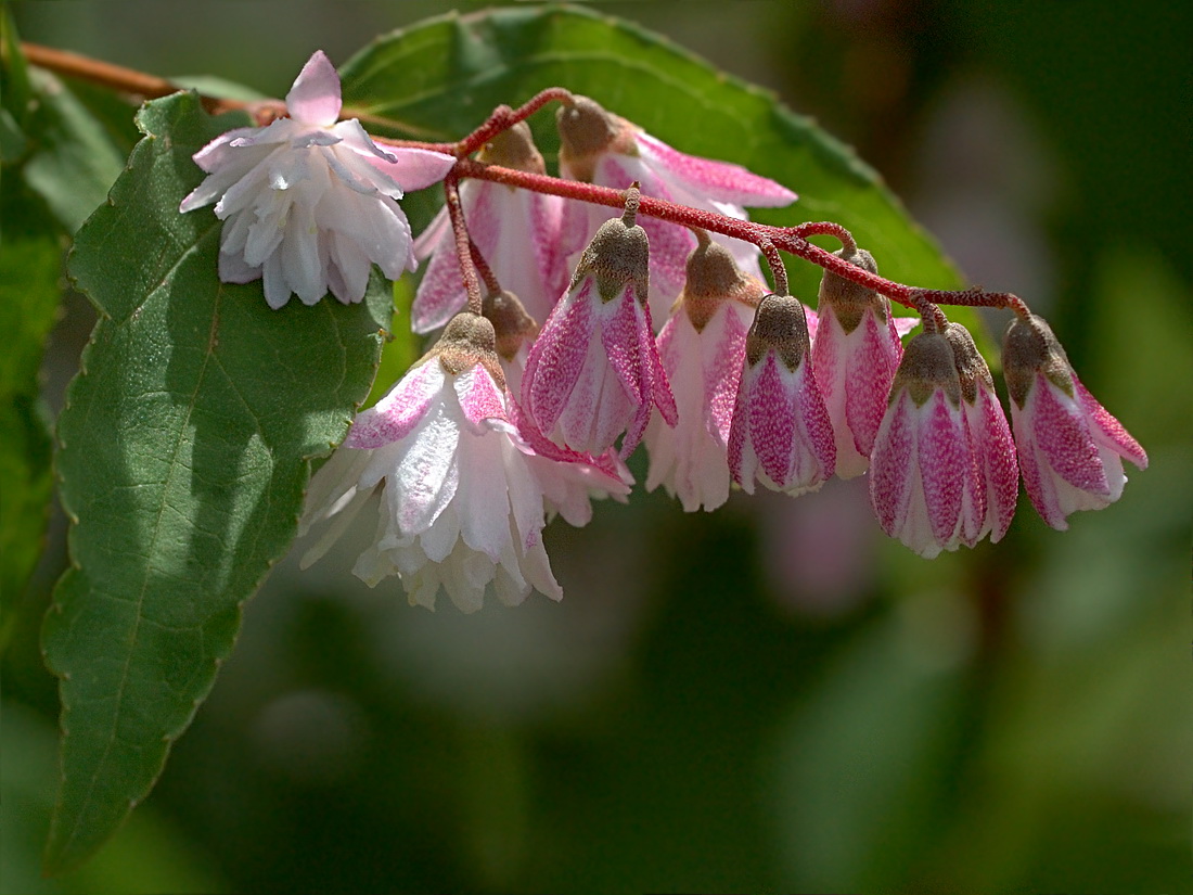 Изображение особи род Deutzia.