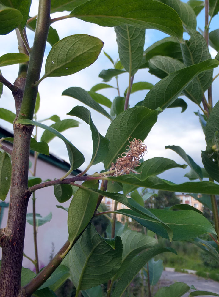 Image of Salix &times; ludificans specimen.