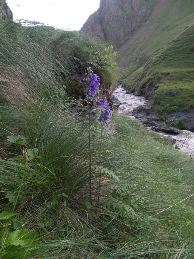 Image of Polemonium caucasicum specimen.