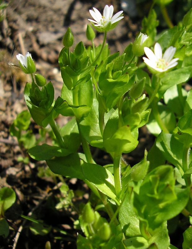 Изображение особи Stellaria neglecta.